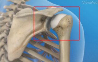 Anatomy of the Shoulder