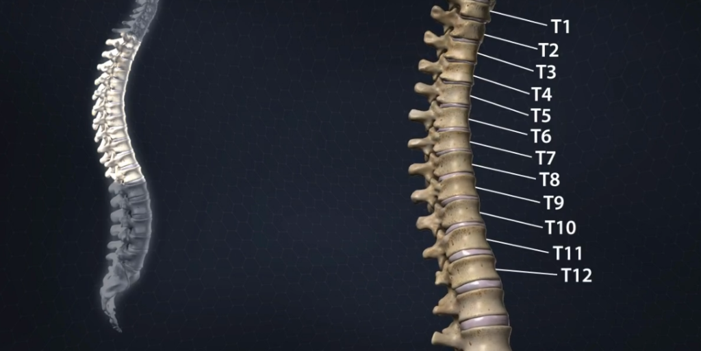 Anatomy Of The Spine
