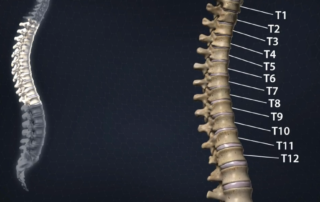 Anatomy Of The Spine